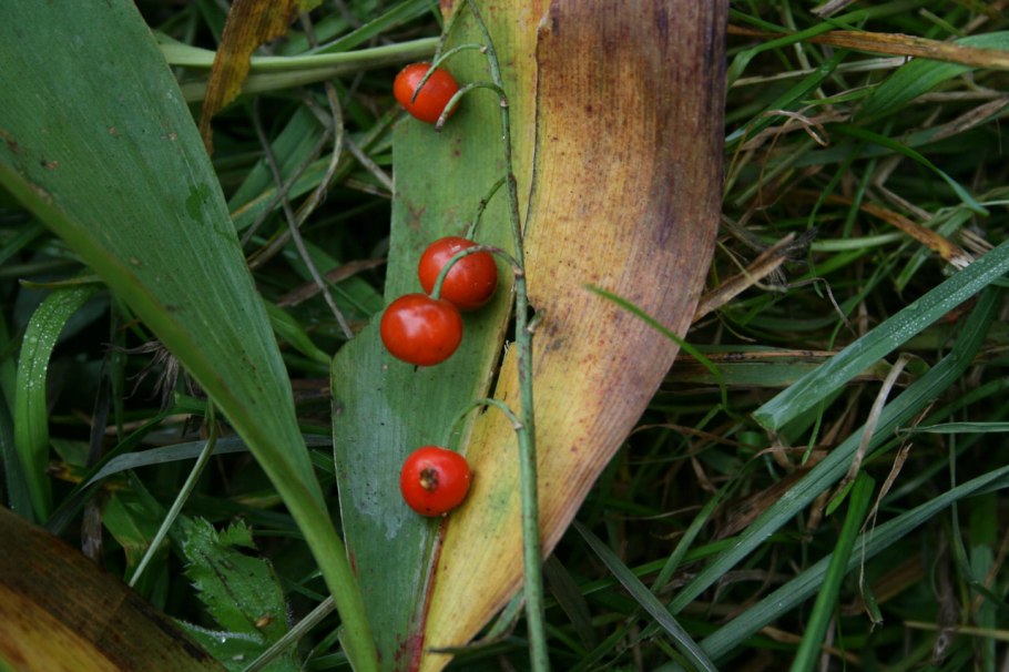 Морошка Rubus chamaemorus