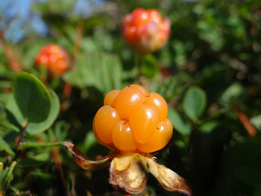 Пепел рябины