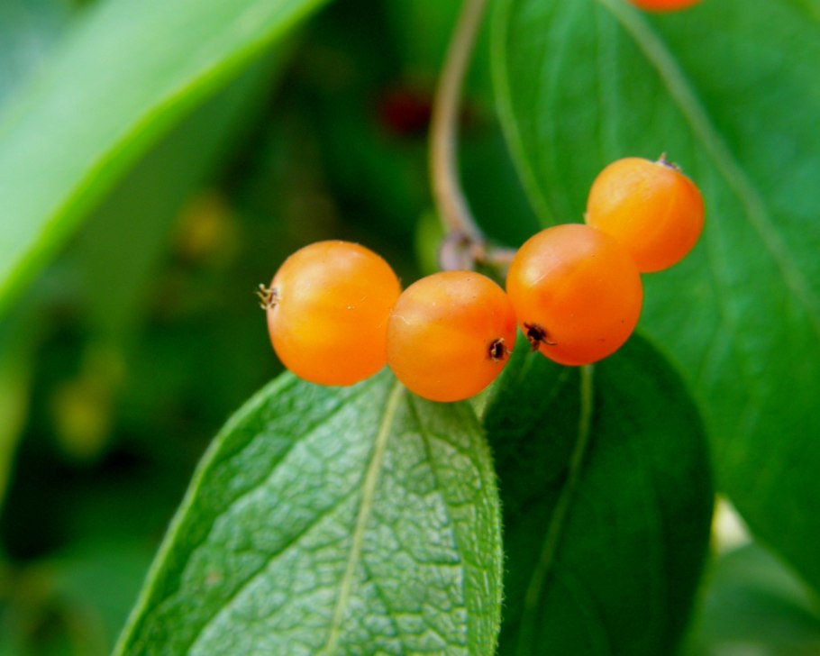 Калина желтая ягода