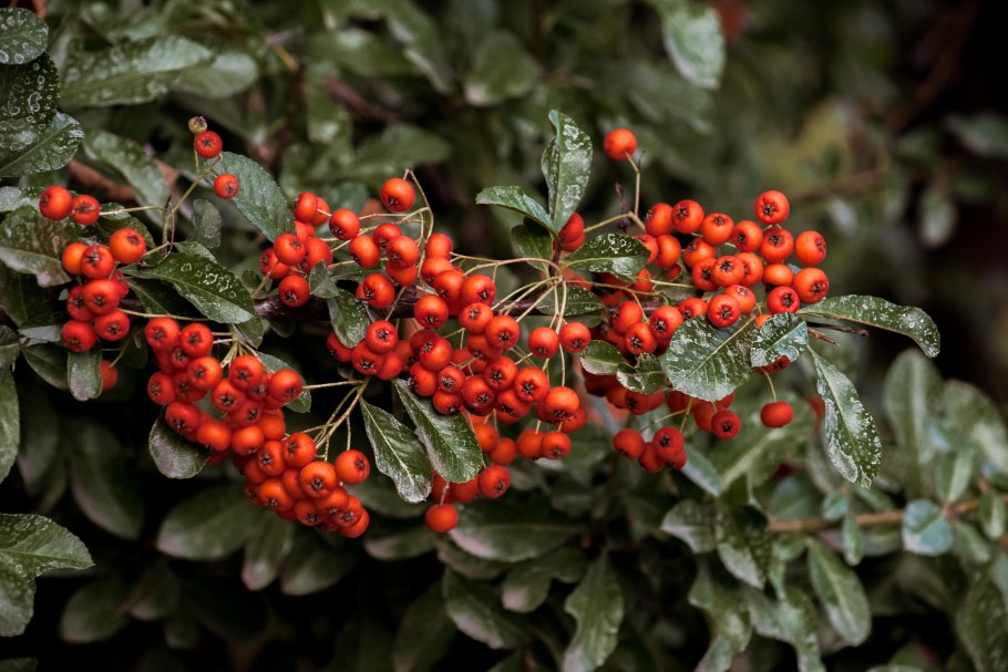 Клюква брусника облепиха шиповник