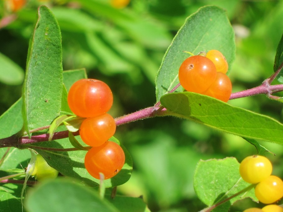 Морошка обыкновенная