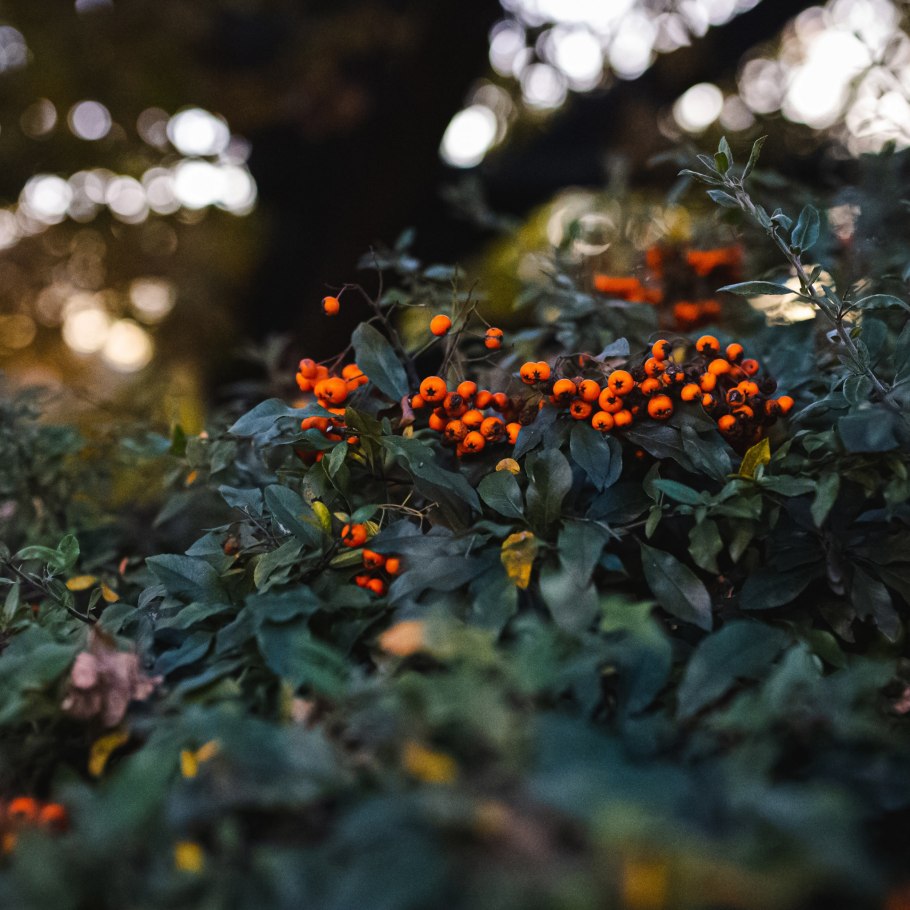 Облепиха Hippophae Янтарная