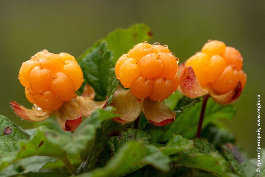 Оранжевая кустовая ягода