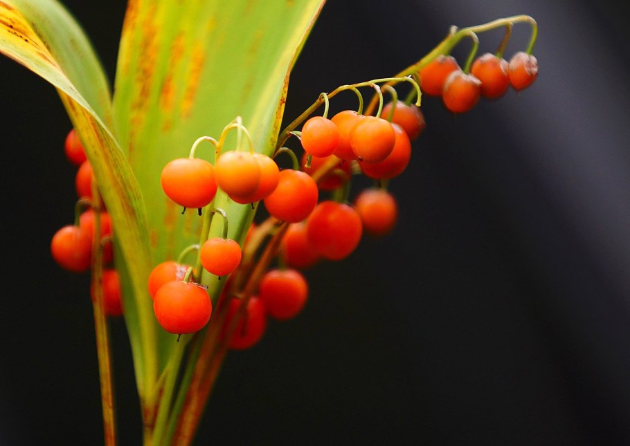 Ландыш майский ядовитое растение