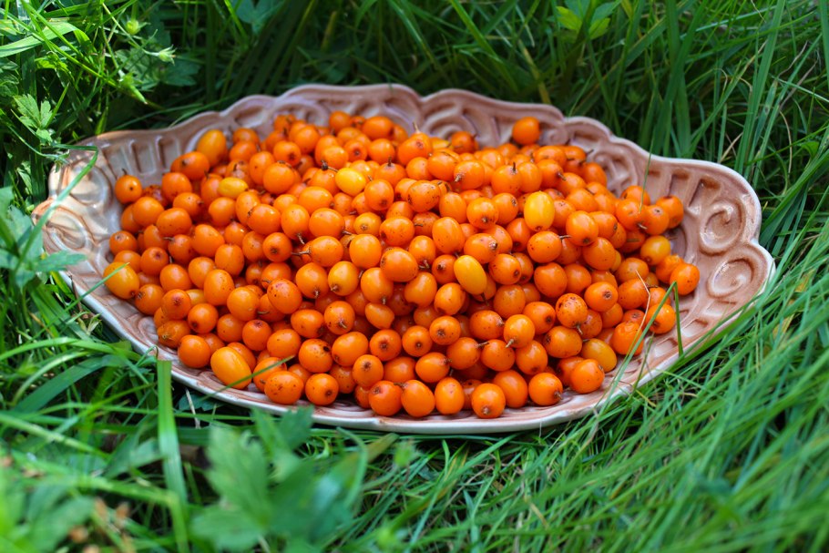 Облепиха Hippophae