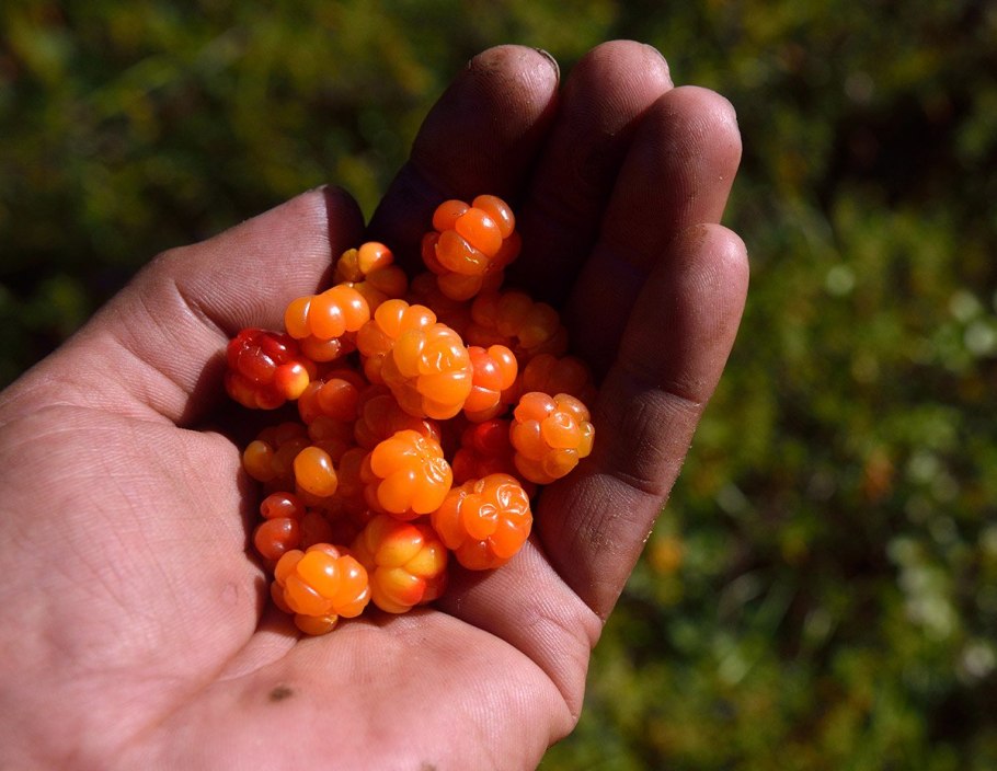 Морошка ягода