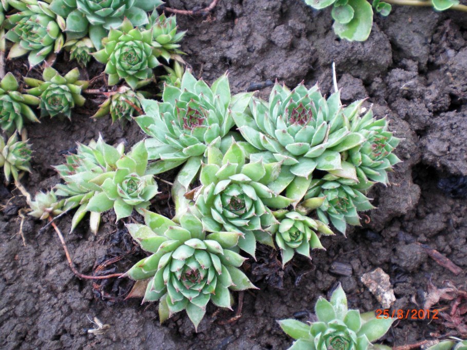 Молочай и молодило