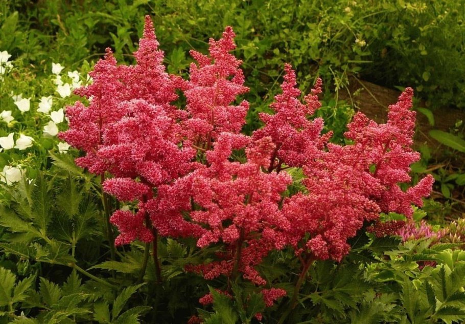 Скумпия Кожевенная young Lady