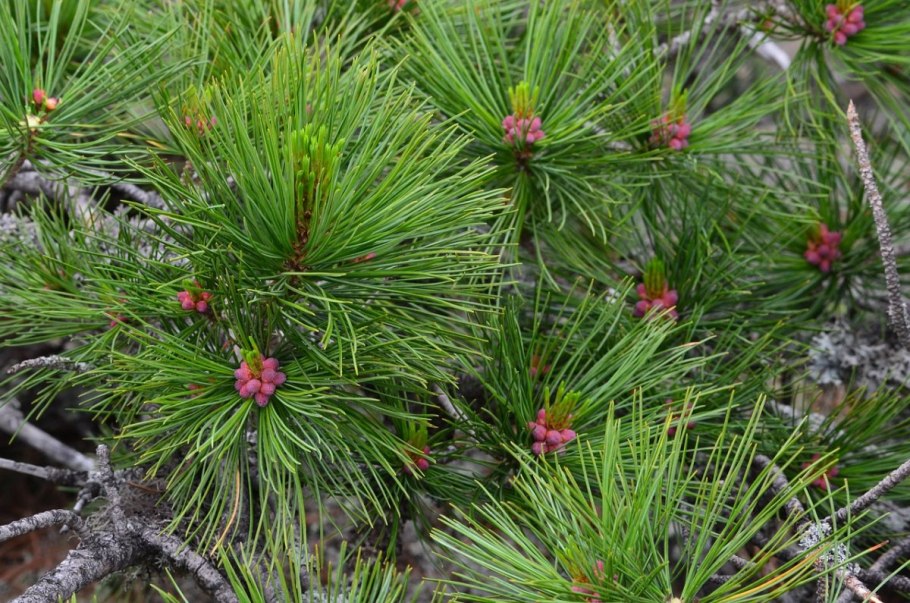 Бадан камнеломка