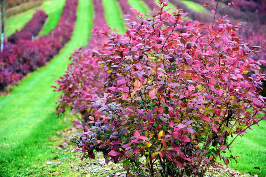 Спирея японская краснолистная