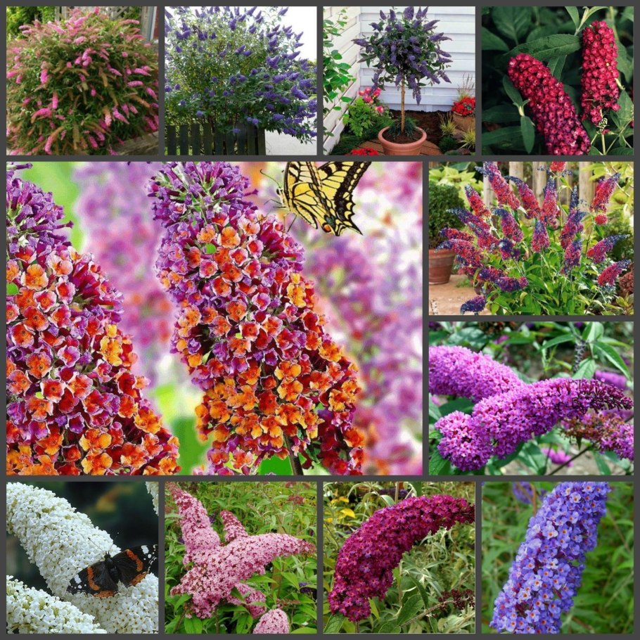 Кореопсис ланцетовидный Санбурст