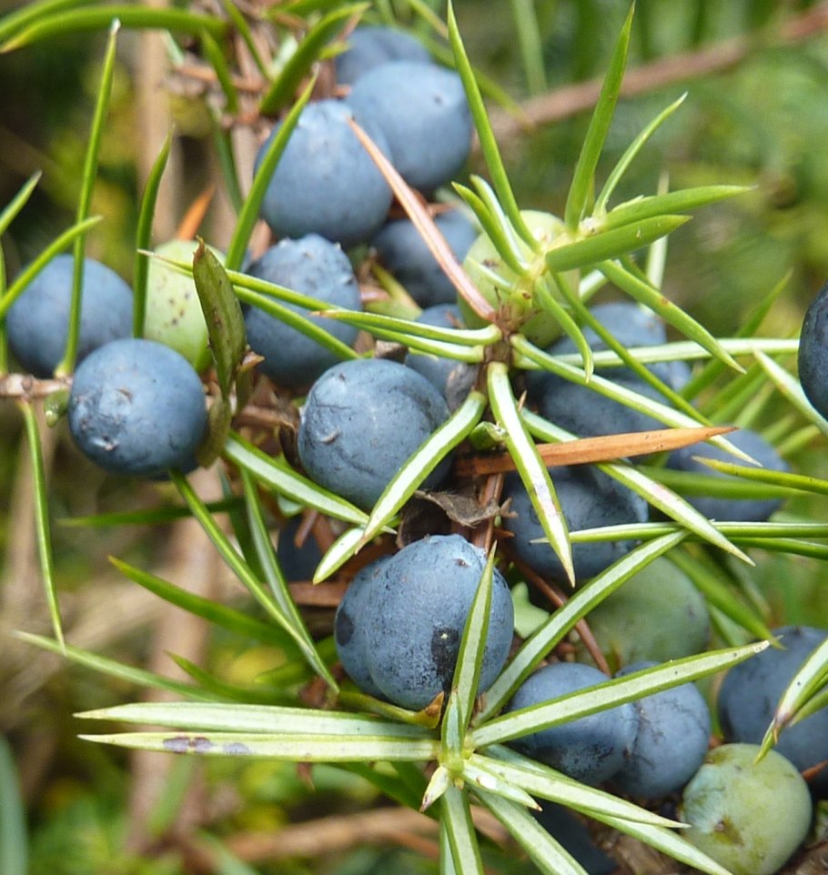 Можжевельник Juniperus