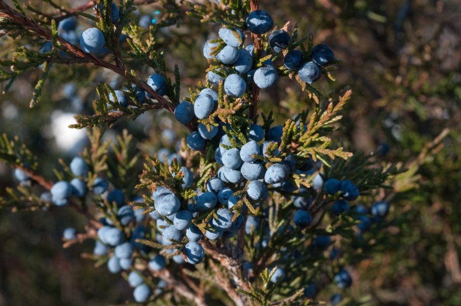 Можжевельник казацкий Шишкоягоды