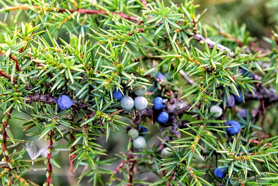 Juniper Berry можжевельник