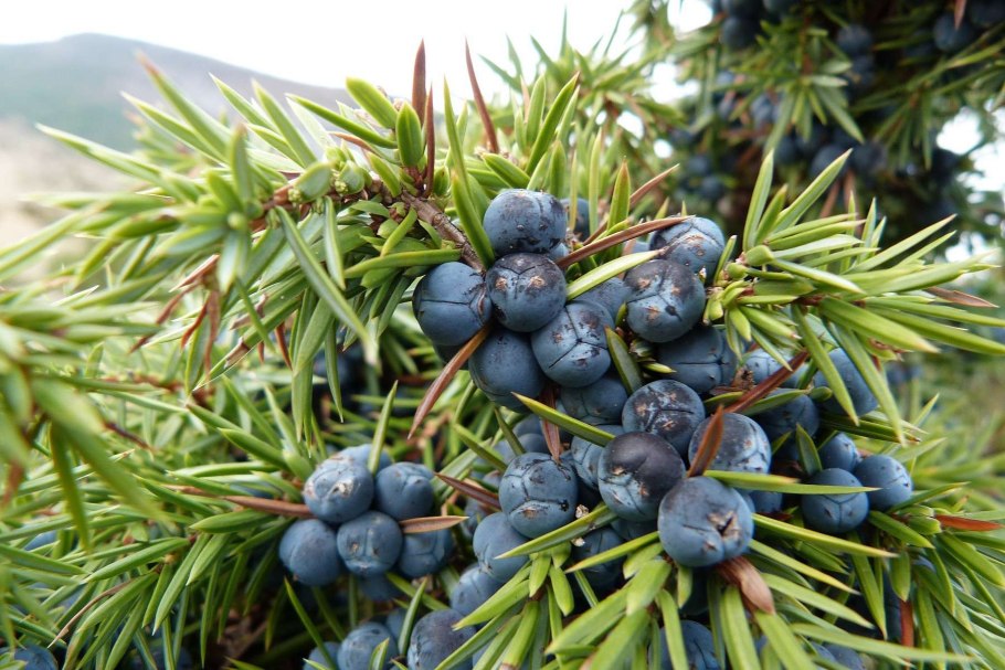 Можжевельник ложноказацкий Juniperus pseudosabina