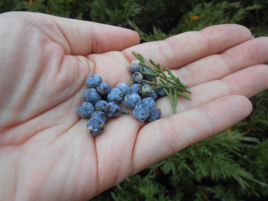 Можжевельник обыкновенный ягоды