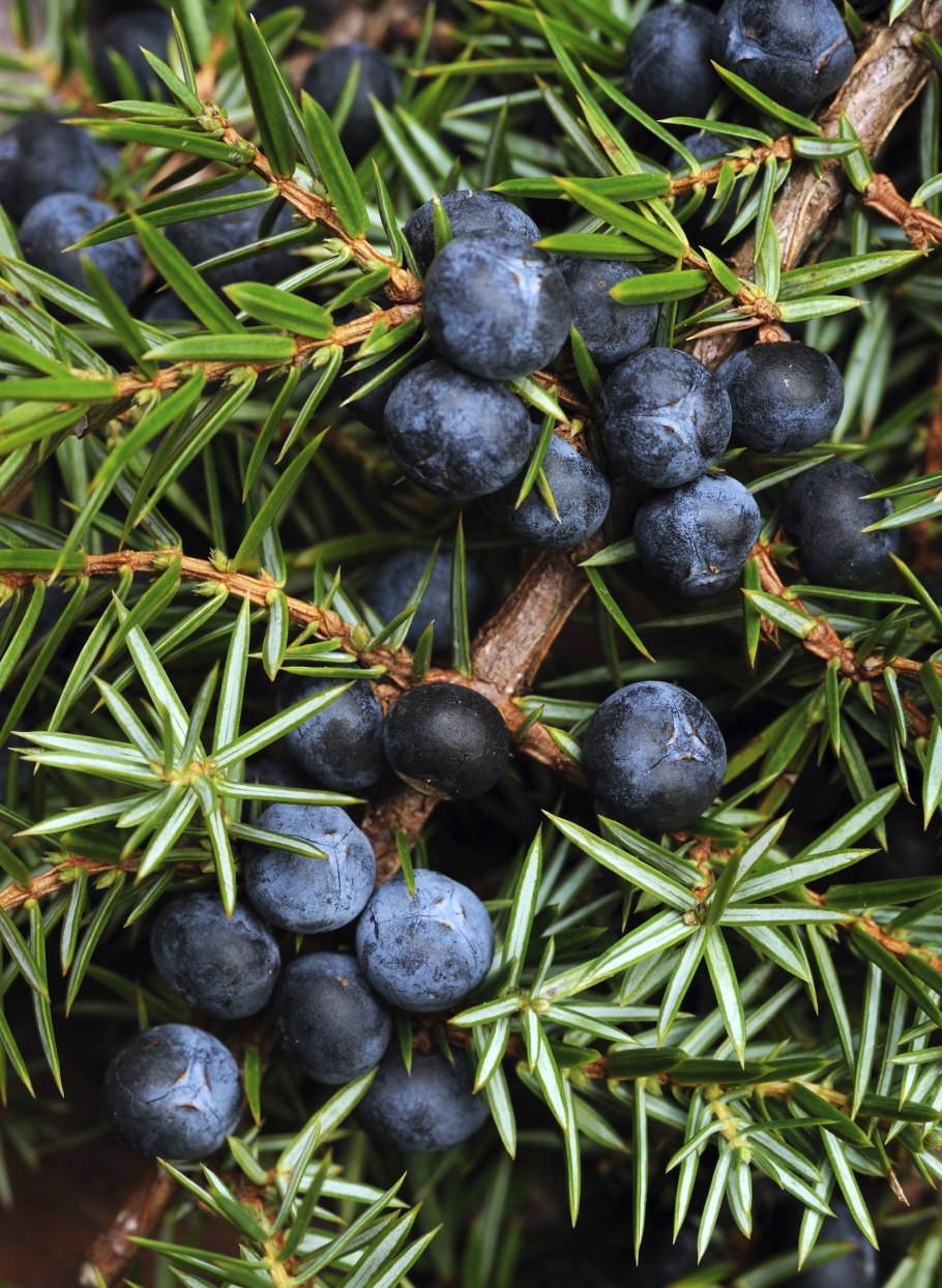Juniper Berry можжевельник
