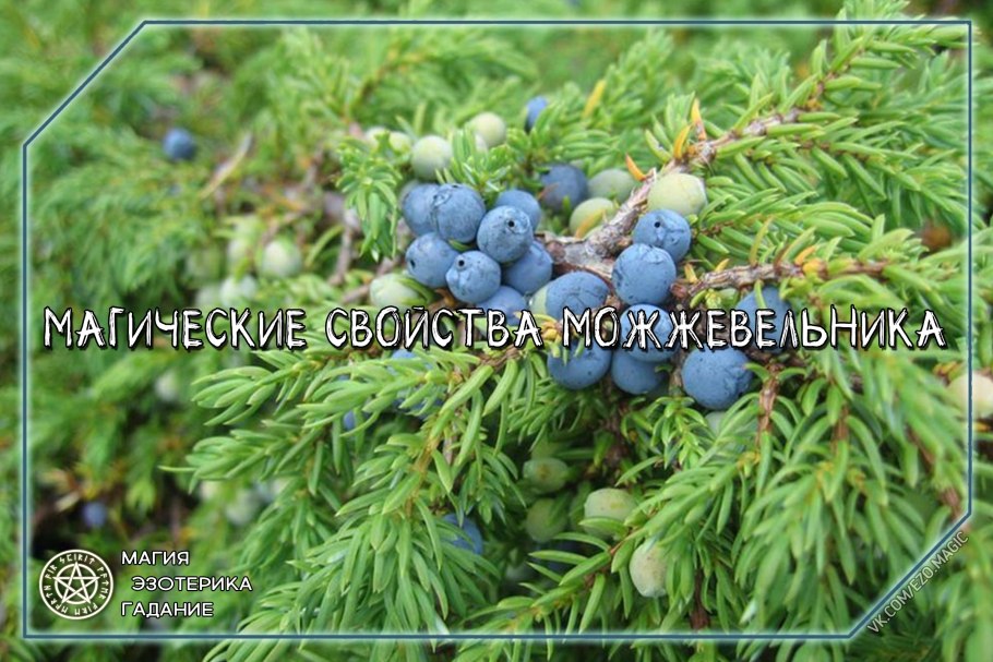 Шишкоягоды можжевельника