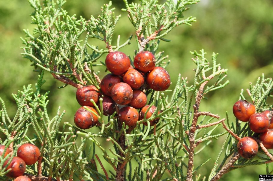 Шишкоягоды можжевельника