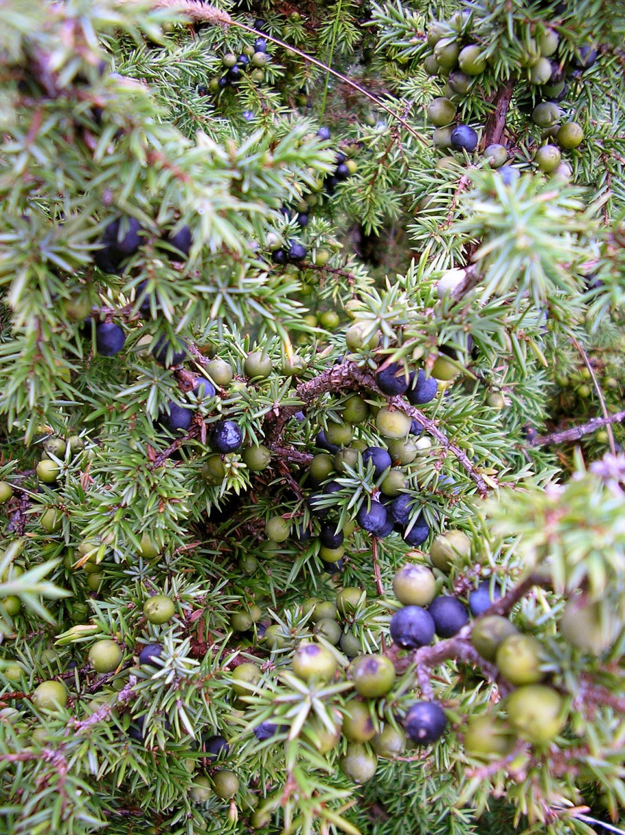 Juniperus communis compressa