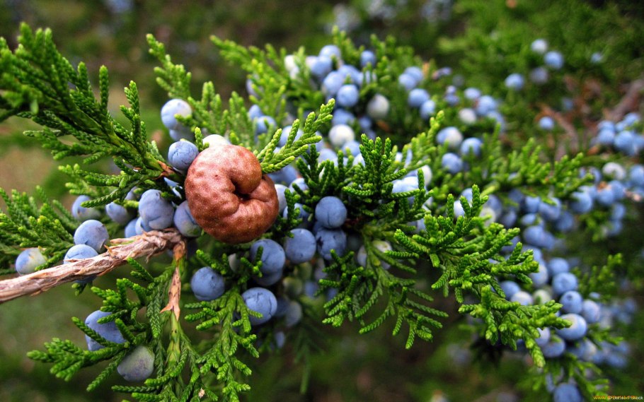 Juniper Berry можжевельник