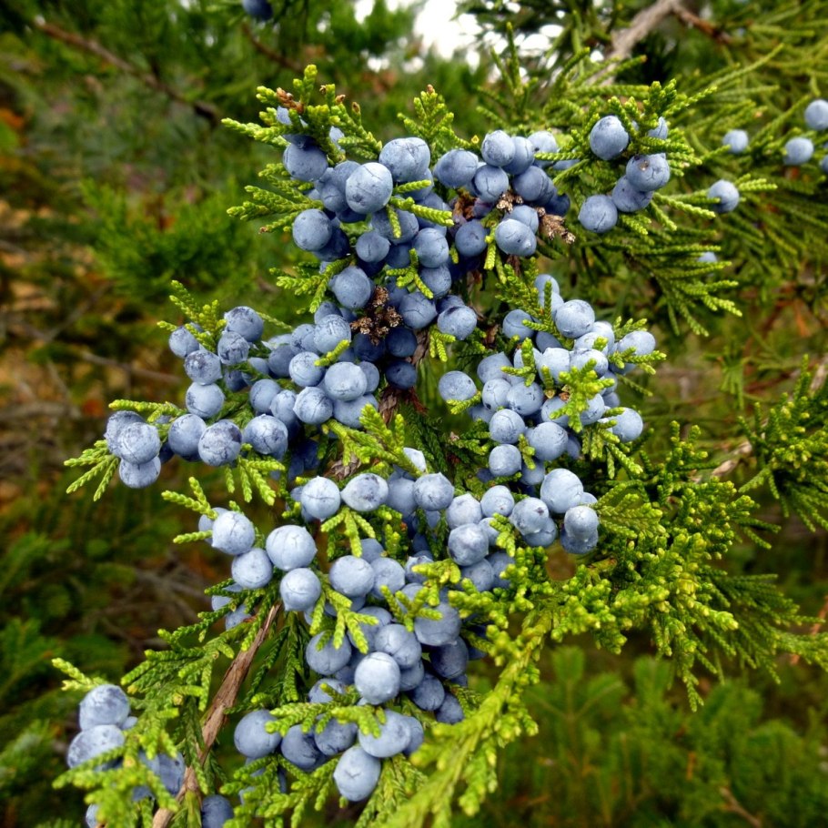 Шишкоягоды можжевельника