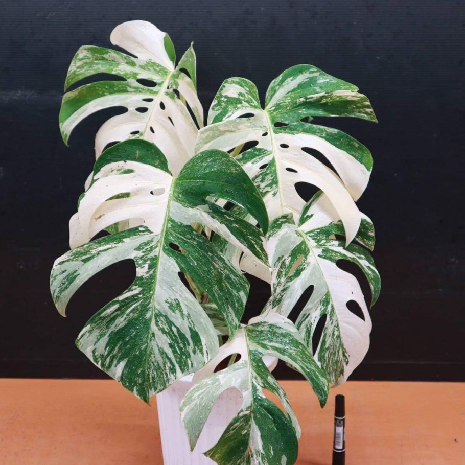 Монстера Альба