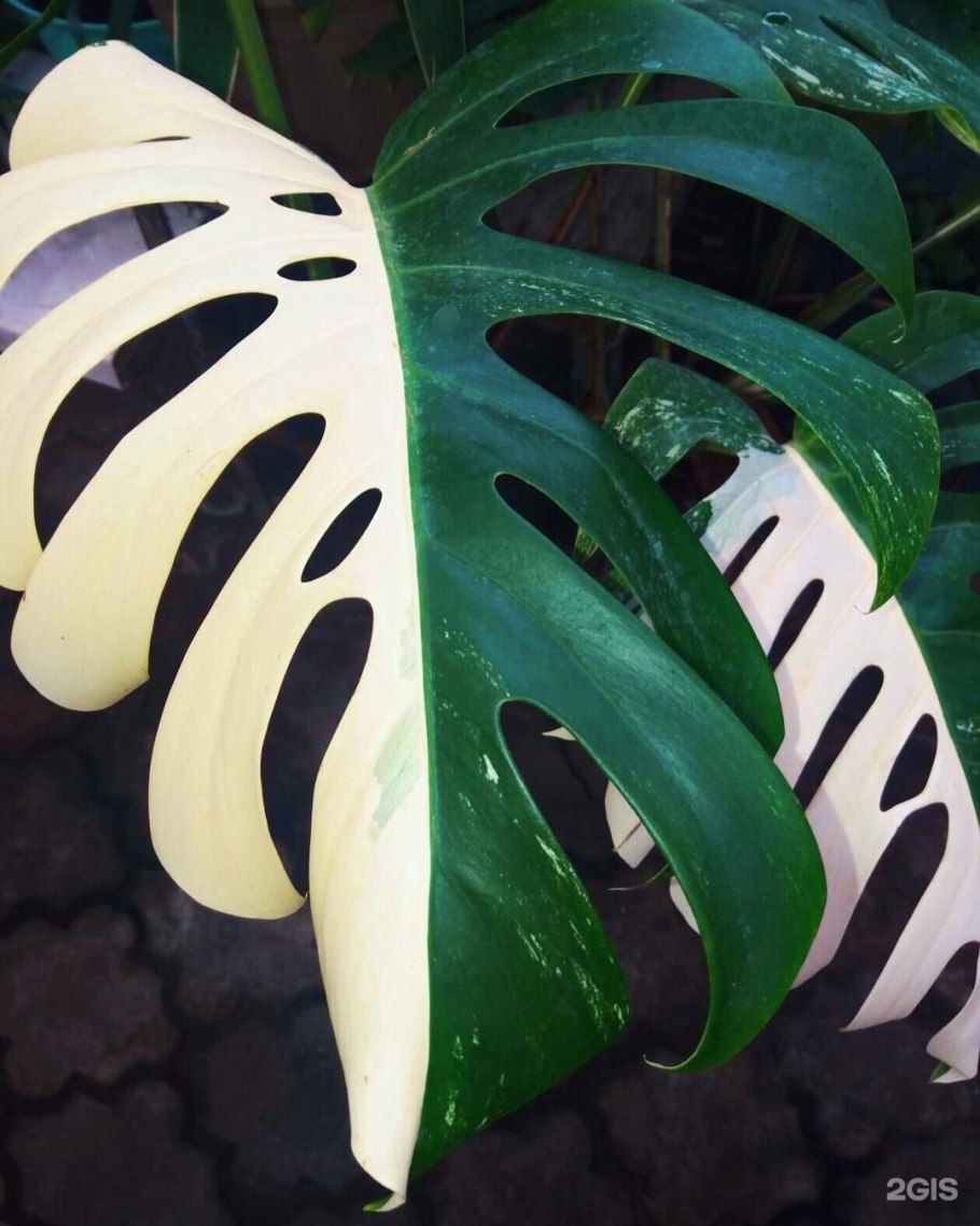 Монстера вариегатная Альба