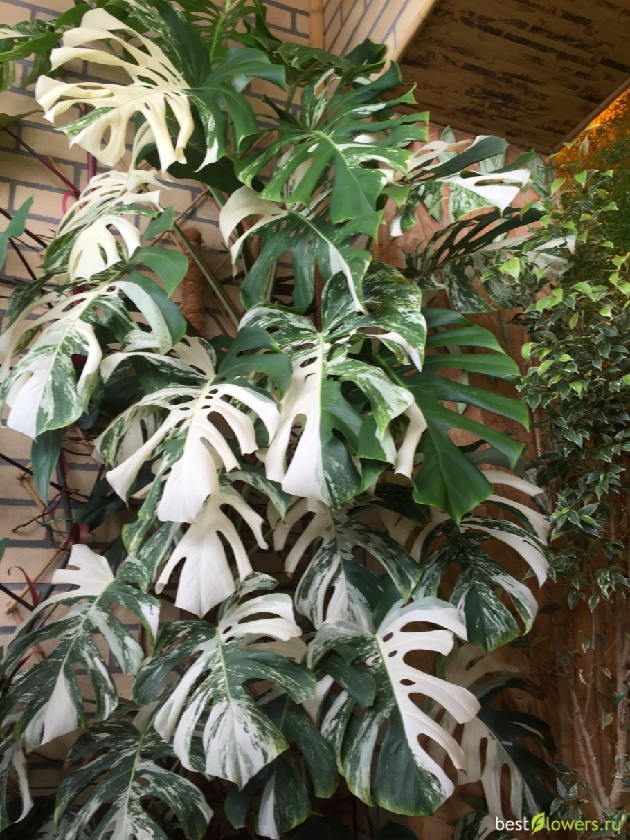 Монстера Альба Вариегата