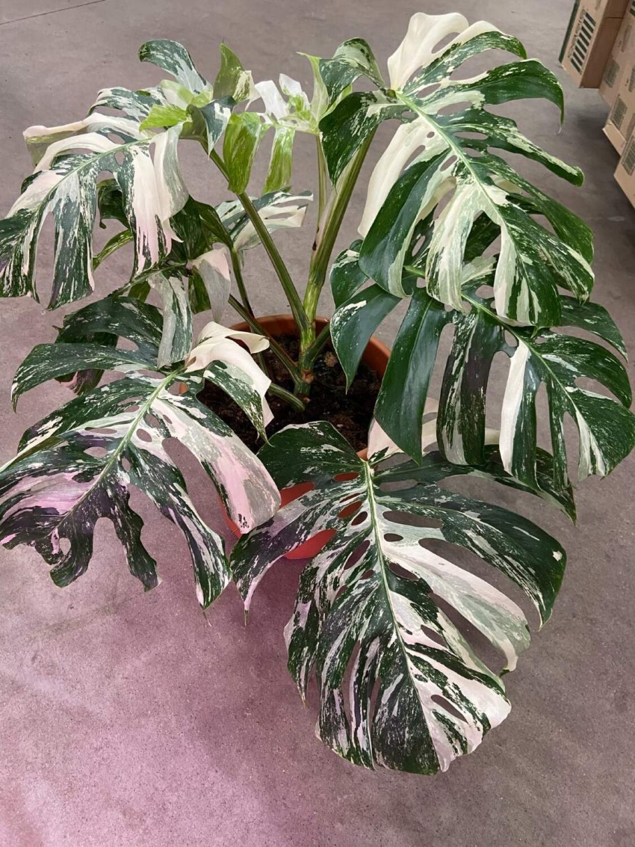 Монстера Корвинского фото