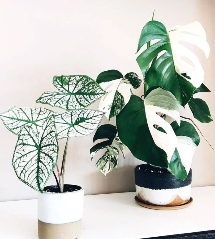 Монстера Йеллоу Сплэш