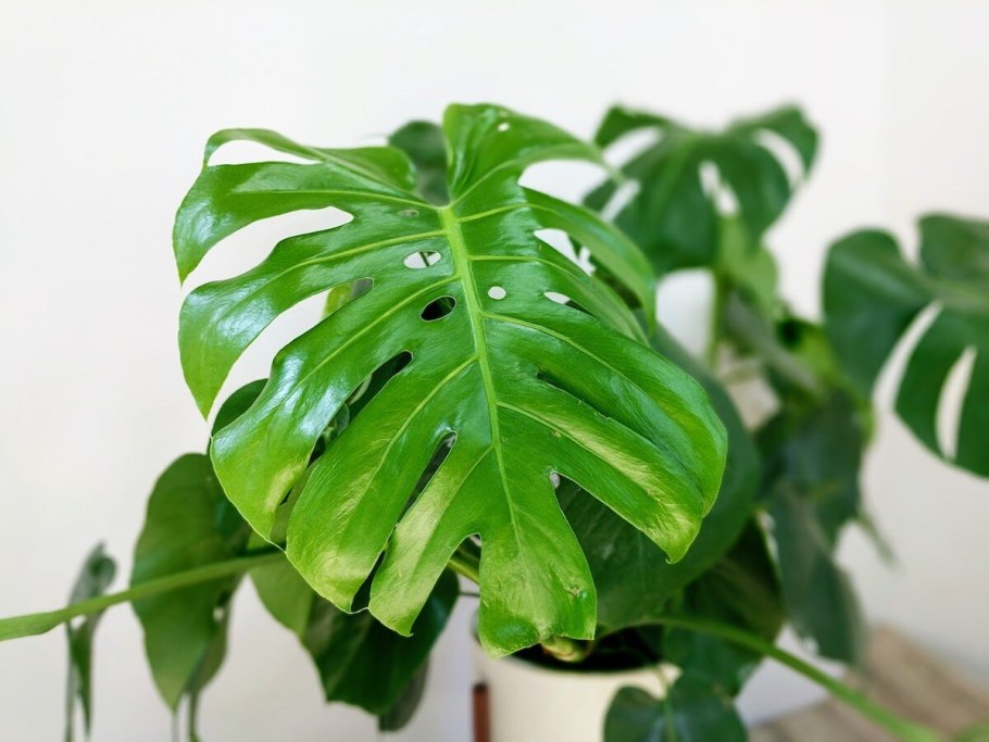 Монстера Альба Вариегата