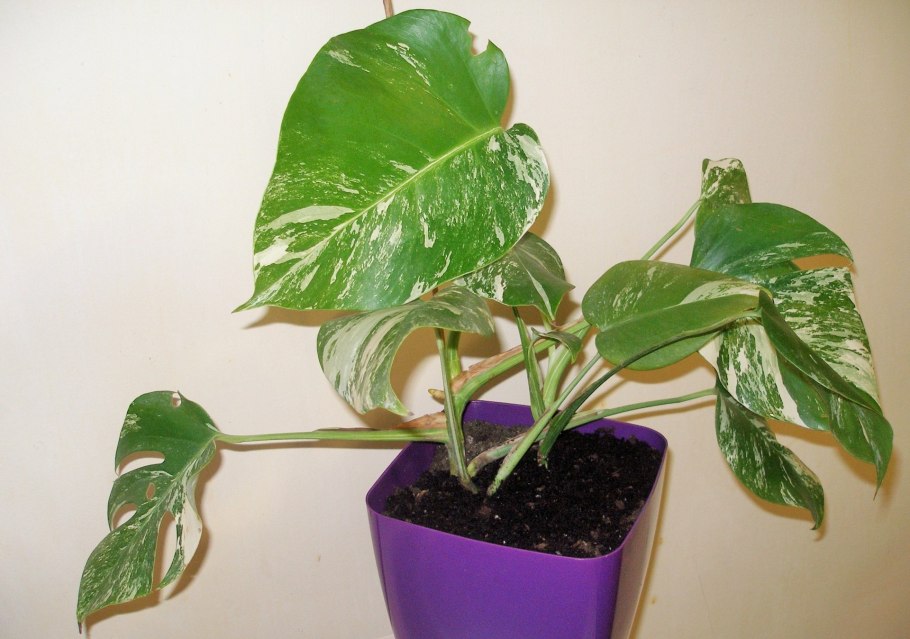 Монстера пестролистная