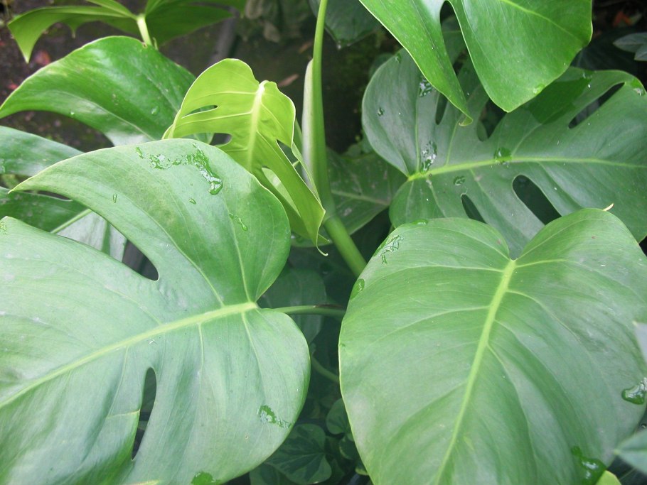 Монстера Альба Филодендрон