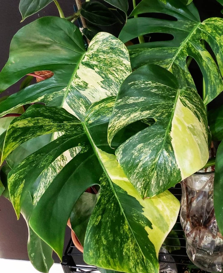 Монстера Делициоза d14 h55
