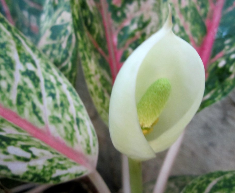 Аглаонема цветет