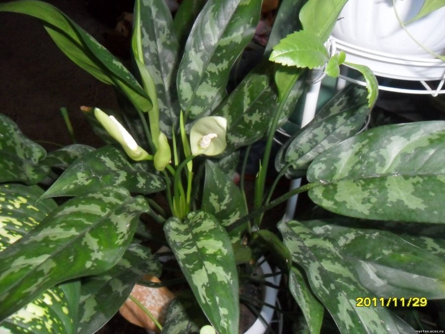 Аглаонема цветет