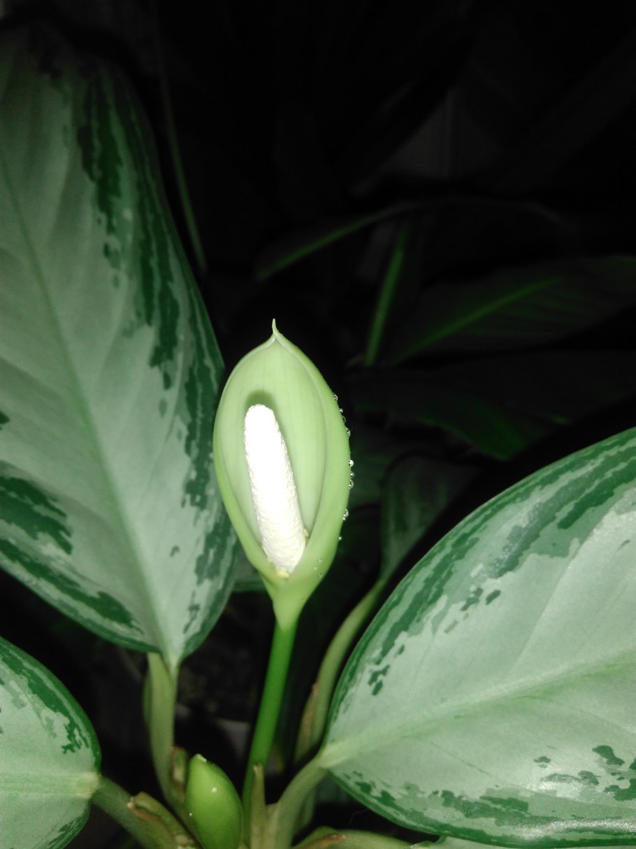 Аглаонема цветет