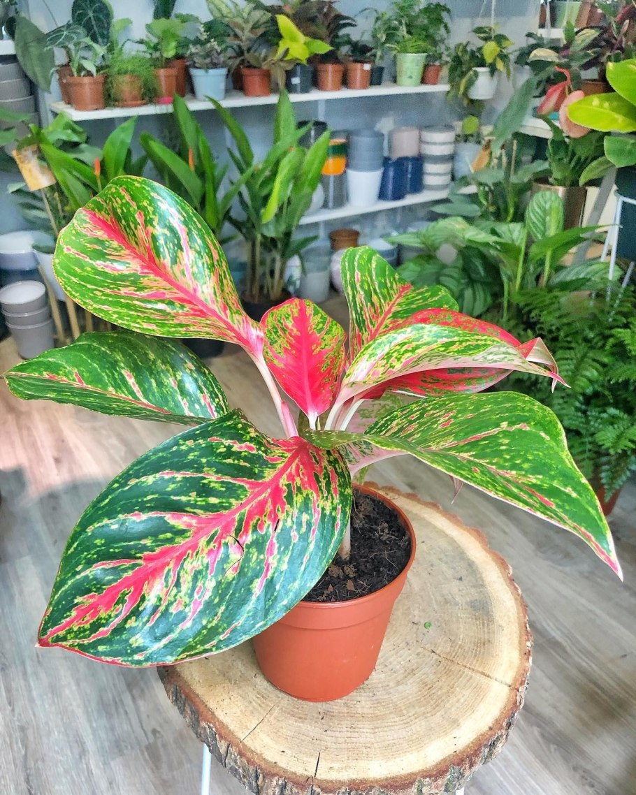 Аглаонема Престиж