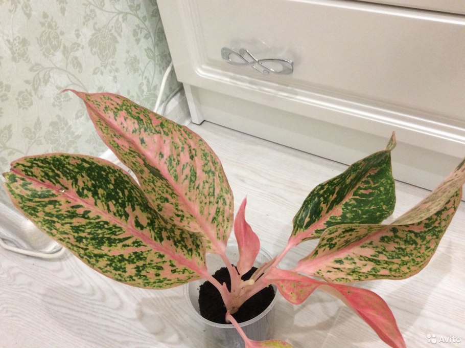 Аглаонема цветет