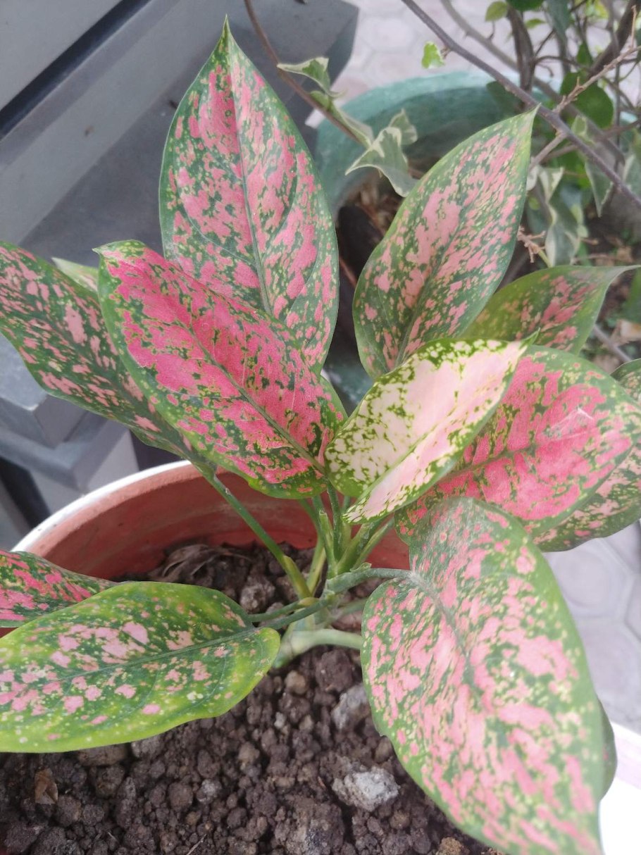 Аглаонема China Red