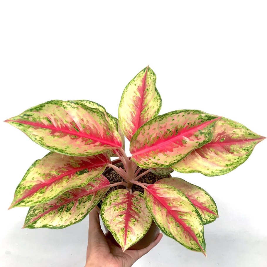 Диффенбахия пятнистая цветение