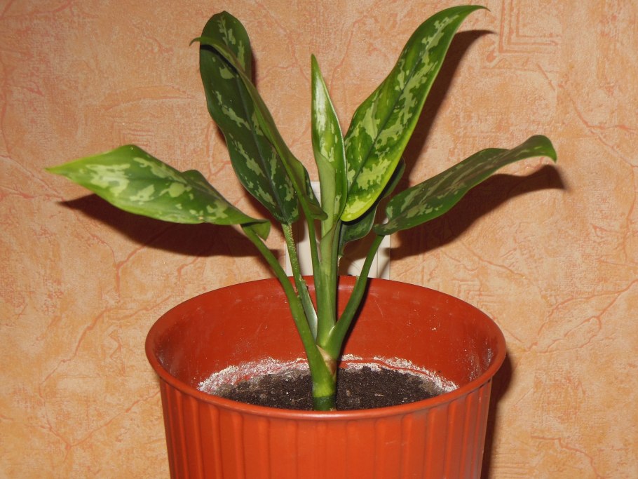 Аглаонема коммутатум