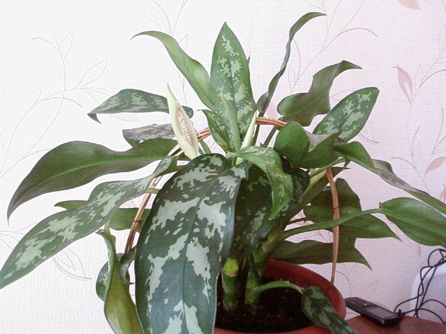 Аглаонема Сильвер цветение