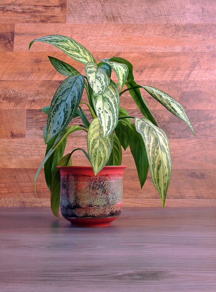 Аглаонема Фламинго