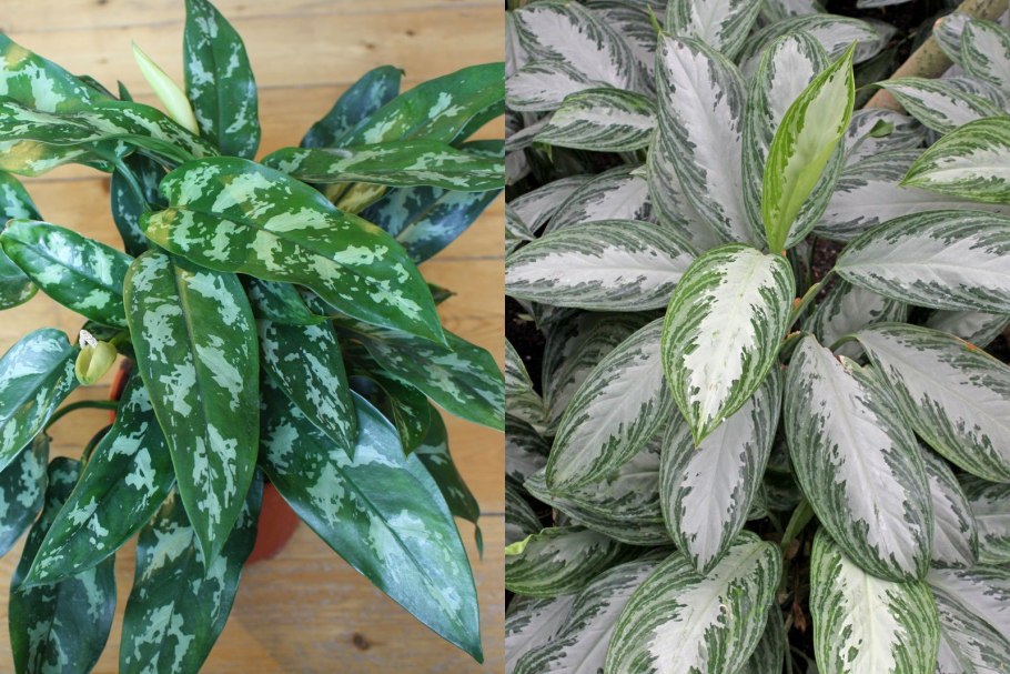 Аглаонема Биг Рой