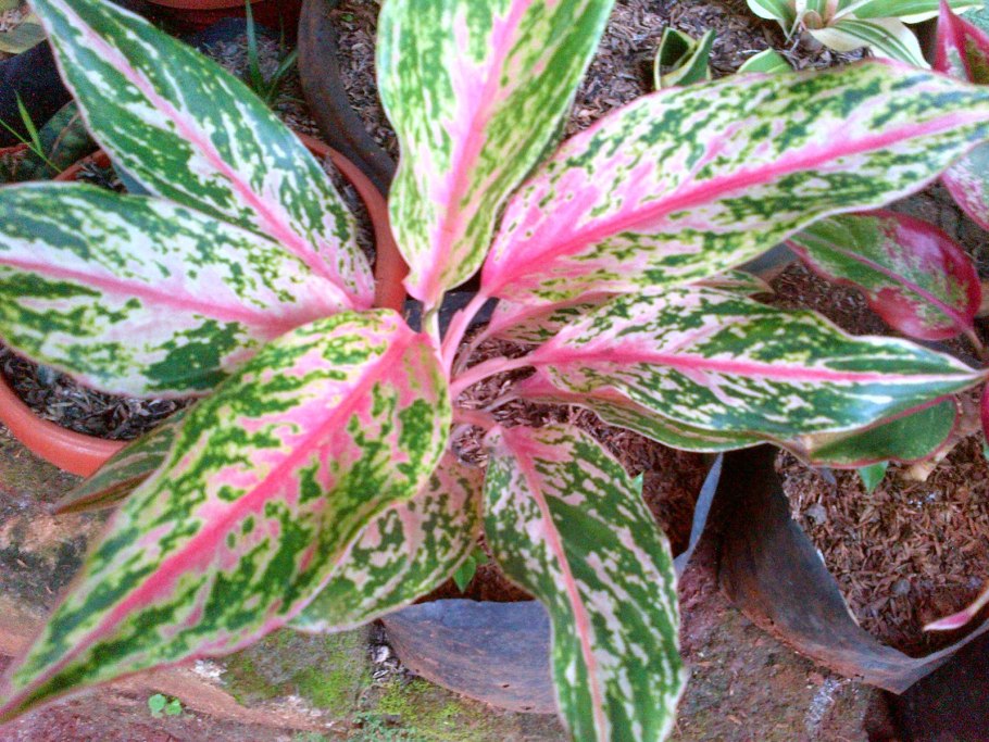 Аглаонема Bangkok Dream