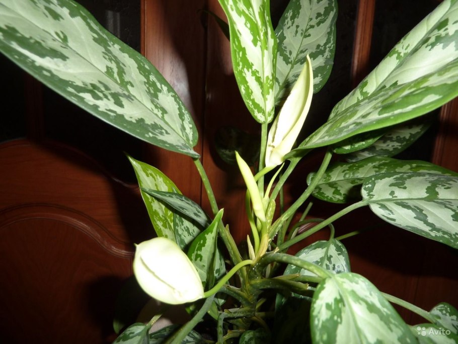 Растение аглаонема