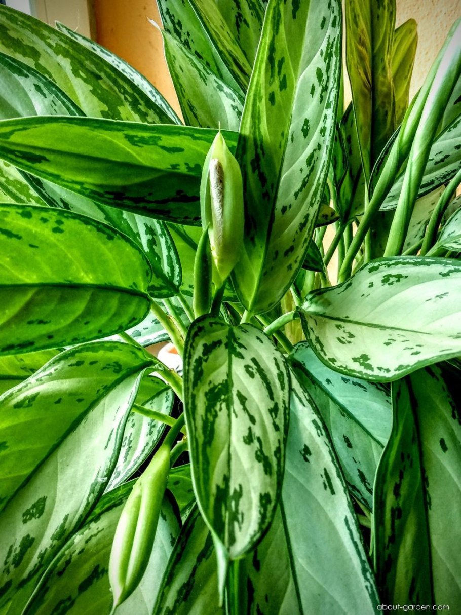 Аглаонема Бидадари