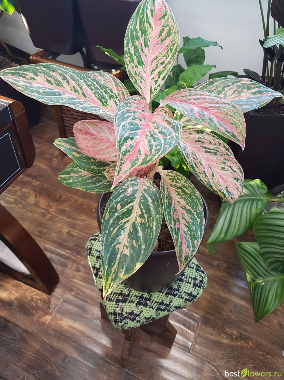 Аглаонема с розовыми листьями